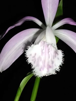 Bild von Pleione formosana 3